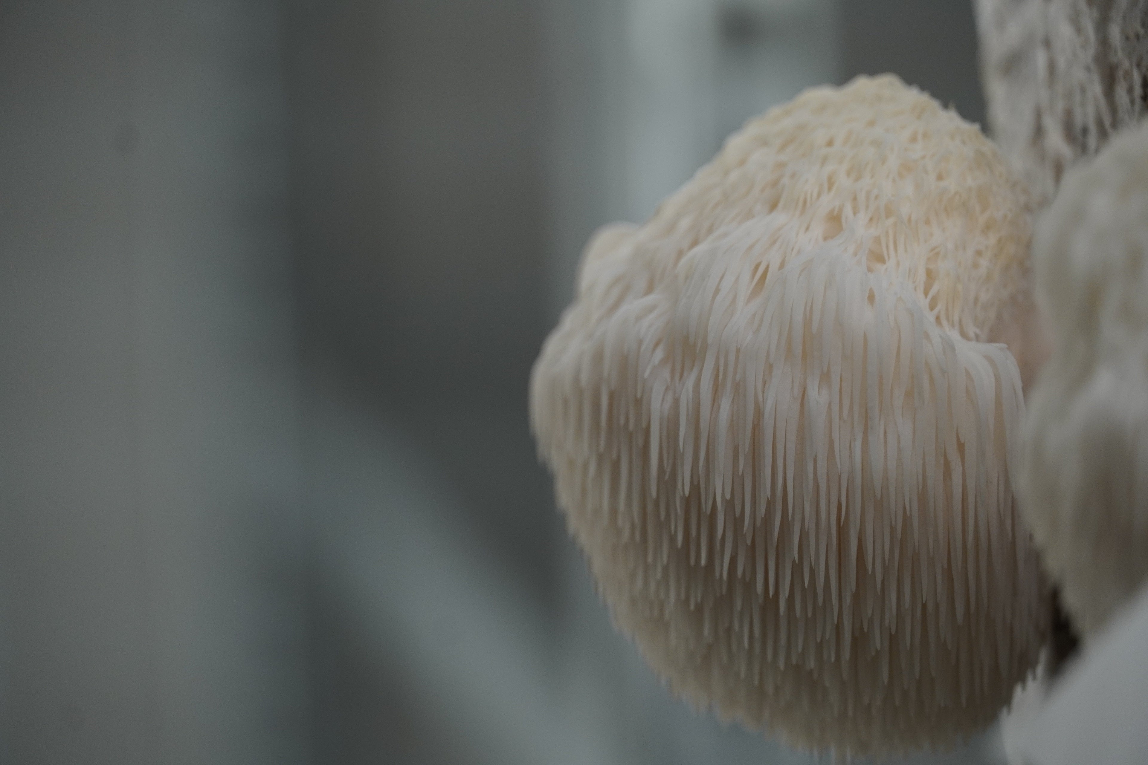 Hericium Caps